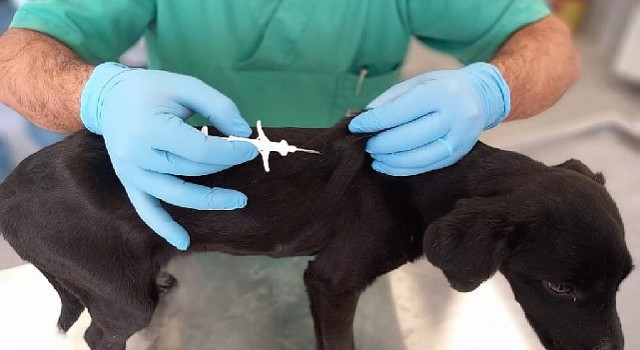 İzmir&#39;de 32 bin sokak köpeğine mikroçip takıldı