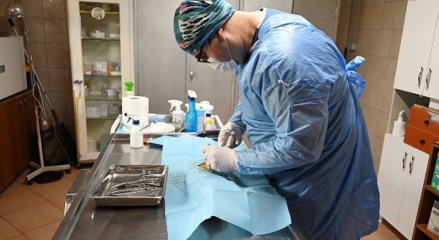 Kemer Belediyesi&#39;nden hayvanlara yardım eli