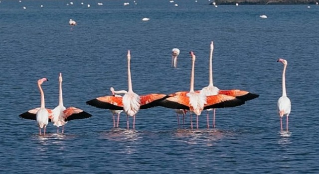Gediz Deltası nda kuş gözlem yürüyüşü