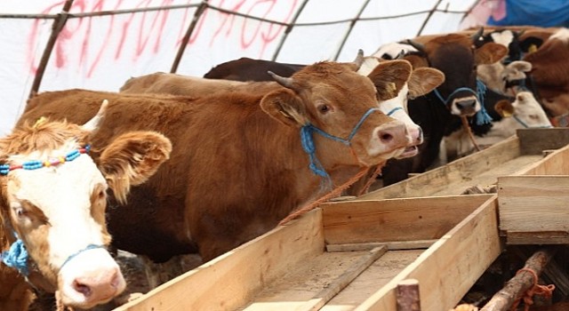 Çankaya Belediyesi Kurban Bayramına Hazır