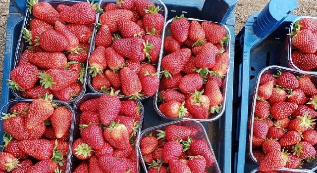 Muğlanın Çilekleri Migros Raflarında