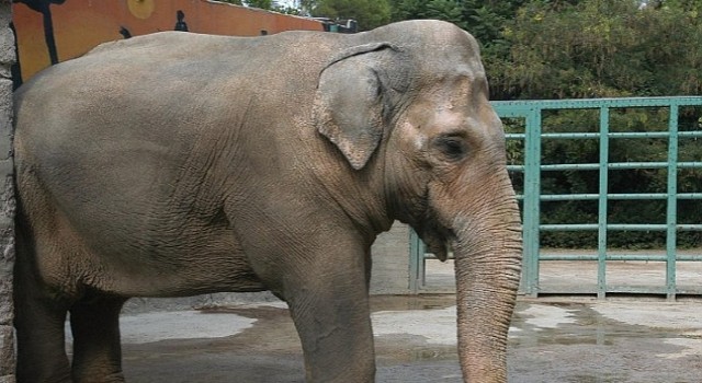 Pak Bahadır efsanesi müzede yaşatılacak