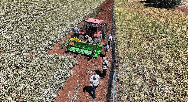 Başkan Altay ”Susuz Tarım Yöntemiyle Ekimini Desteklediğimiz Kekiklerin Hasadı Yapıldı”