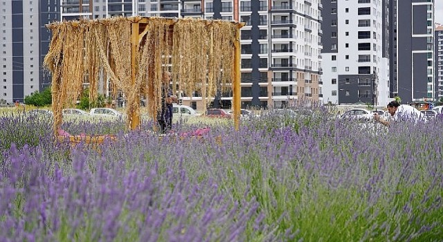 Başkan Altınok fotoğrafçıları Lavanta ve Gül bahçesine davet etti