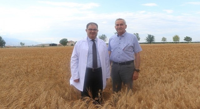 Bulgur üretiminin geleceğine ata tohumu Ahmet Buğdayı damga vuracak
