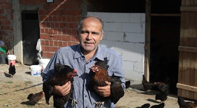 Kocaelide yüzde 50 hibeli tavuk desteği üreticilerin yüzünü güldürdü