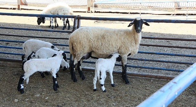 Aydın Büyükşehir Belediyesi&#39;nin Sakız Koyunu Çiftliğinde doğumlar devam ediyor