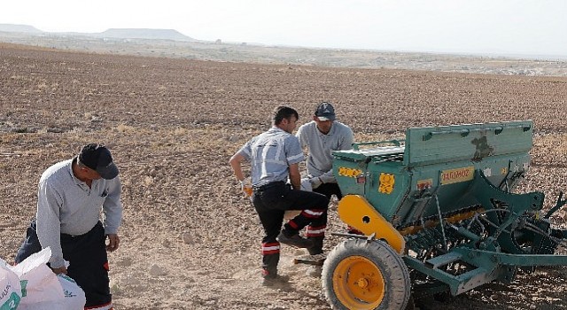 Nevşehir belediyesi yerli tohum ile buğday ekimi gerçekleştirdi