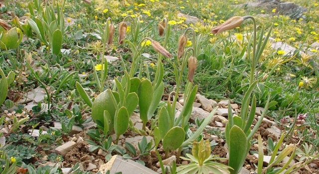 Anamurda yeni bir ters lale türü keşfedildi