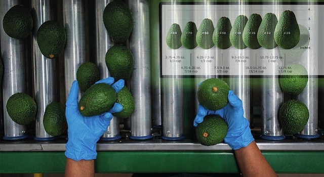 Bakan Böcek tarımda istihdamı arttıracak projeler ile geliyor