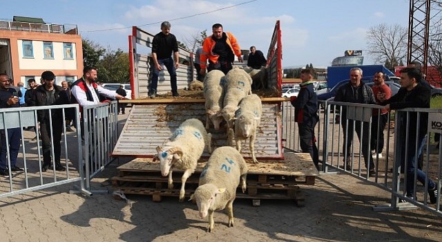 Büyükşehirden 2. etap damızlık koç dağıtımı