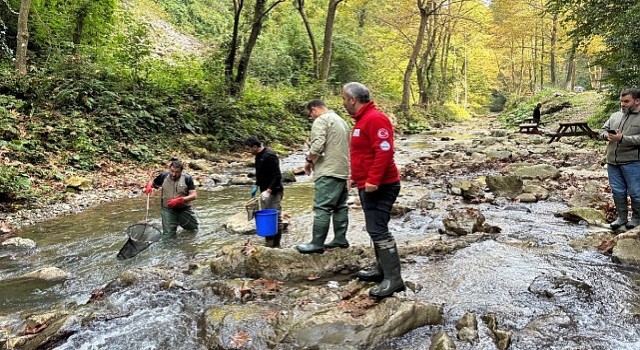 Büyükşehirden dere ve tatlı sulara balık