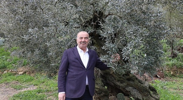 Mudanya Belediyesinden Tirilye Zeytini İçin Coğrafi İşaret Başvurusu 