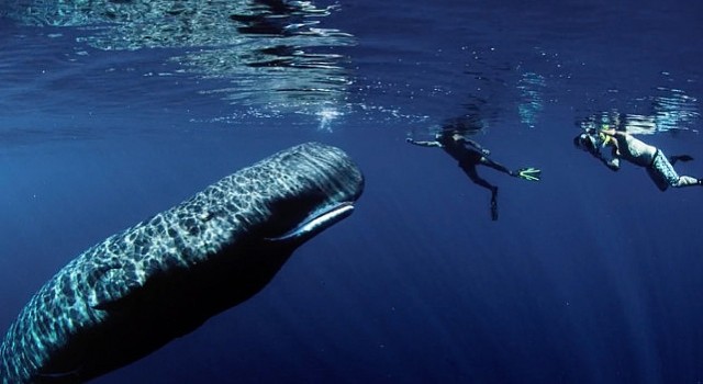 National Geographic NOW Seç-İzle Servisi Nisan Ayında Dünya Gününü Kutluyor!