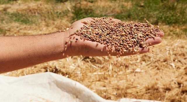 Metro Türkiye, Her Yıl 1.500 Ton Kırmızı Mercimeği Mardin Kızıltepe den Alacak