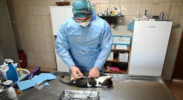 Kemerde Kasım ayında 200 hayvan kısırlaştırıldı