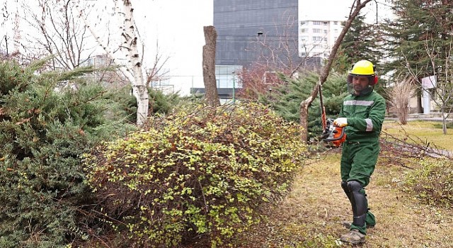 Çankayada ağaçlar bahara hazırlanıyor: Parklarda budama çalışmaları devam ediyor