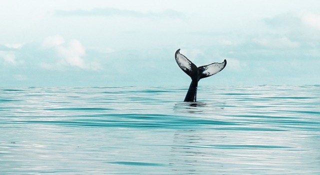 DeepSeek temalı dolandırıcılıklara dikkat