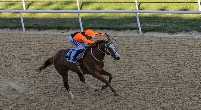 İzmir Büyükşehir Belediye Başkanlığı Koşusu nu Wardenclyffe kazandı
