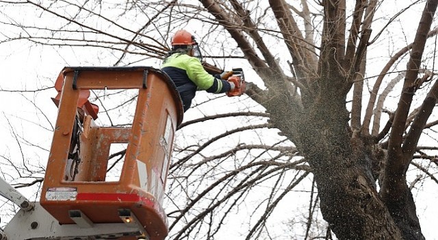 Konakta budanan ağaçlar yürekleri ısıtıyor