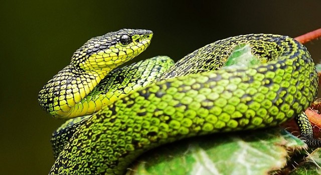 National Geographic NOW Seç-İzle Servisi nin Mart Ayı Teması