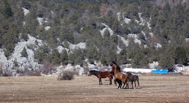 Büyükşehir yılkı atları için doğaya saman bıraktı