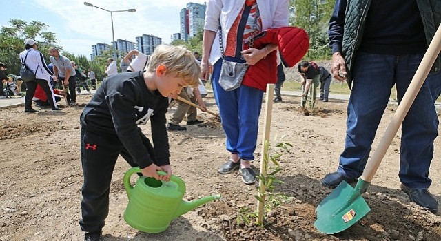 Karşıyaka da zeytin fidanları toprakla buluştu