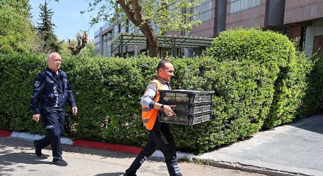 Şehirlerarası Otobüs Terminalinde usulsüz şekilde taşınan 300 civciv yakalandı