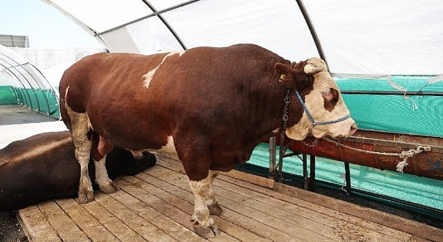 Bağcılarda kurban pazarının gözdesi “Şampiyon”