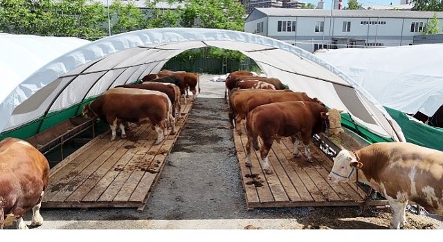 Bağcılarda kurban pazarının gözdesi “Şampiyon”