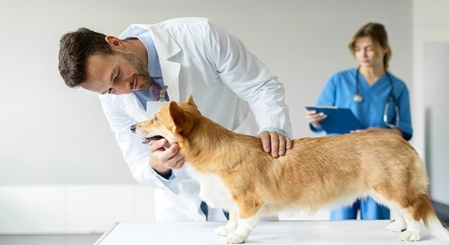 Boehringer Ingelheimdan Veteriner Hekimlere Yönelik Araştırma