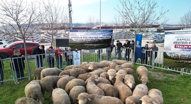 Büyükşehirden üreticilere damızlık koç desteği