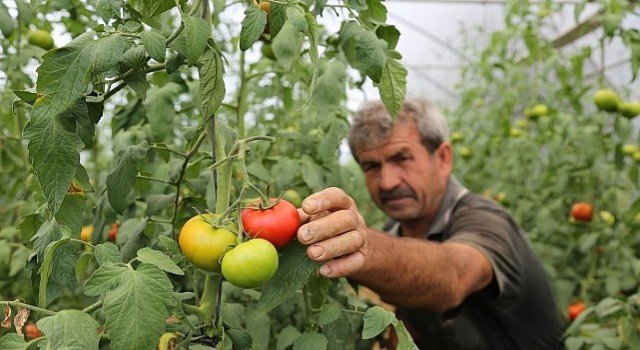 Büyükşehirden yüzde 50 hibeli sera desteği