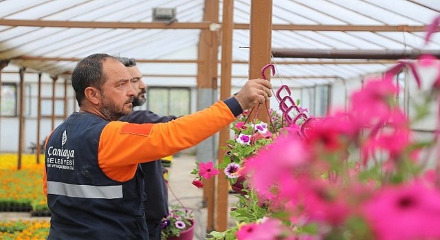 Çanseranın Yazlık Çiçekleri Çankayayı Süsleyecek