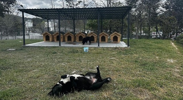 Digiturkten Ayazağadaki Sokak Hayvanları İçin Güvenli Bir Yuva