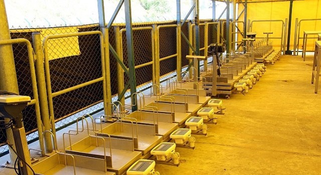 İstanbul Kurban Bayramına hazırlanıyor