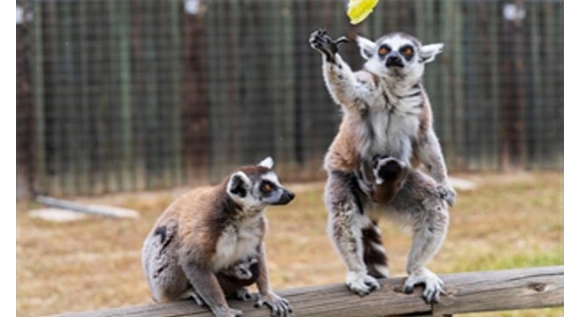 İzmir Doğal Yaşam Parkında bebek heyecanı