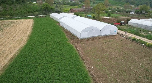 Kocaelinde tarım büyüyor, seracılık gelişiyor