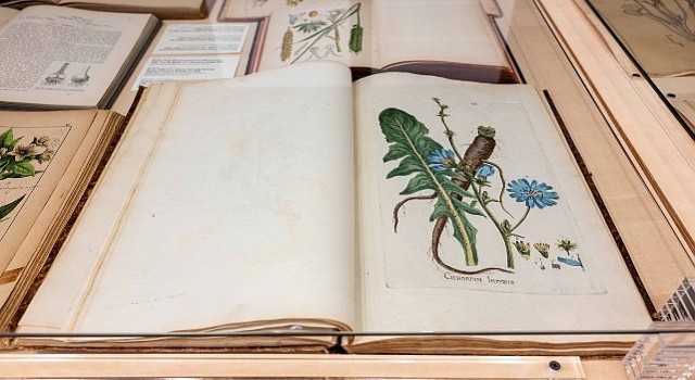 Salt Beyoğlunda Kamu Programı: “Anadolunun Bitki Mirası” Sergisine söyleşi, gösterim ve atölye çalışmaları eşlik ediyor