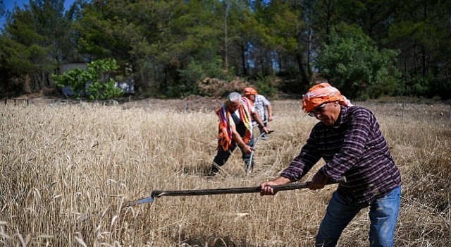 5 tonluk buğday yerel üreticiye nefes olacak