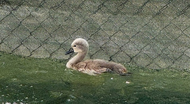 Başkentin simgesi Kuğulu Park parladı