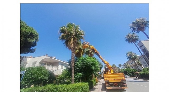 Kemerde yeşil alanlarda bakım çalışmaları