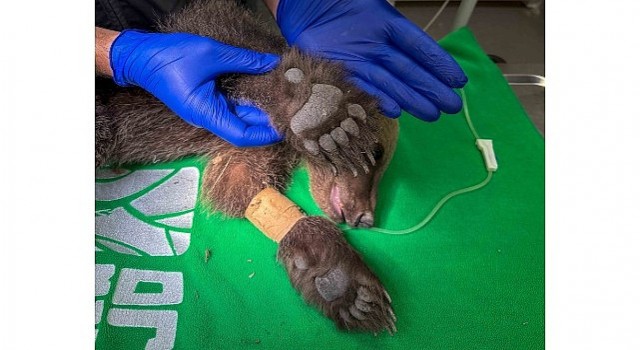 Yavru ayı Ormanya da tedavi altında