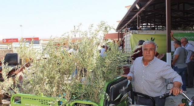 Büyükşehirden 19 ilçeye 40 bin zeytin fidanı desteği