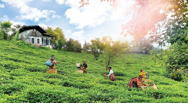 Doğuş Çay Yılda 2 Milyon Ton Tarım Ürününü Ekonomiye Kazandırıyor