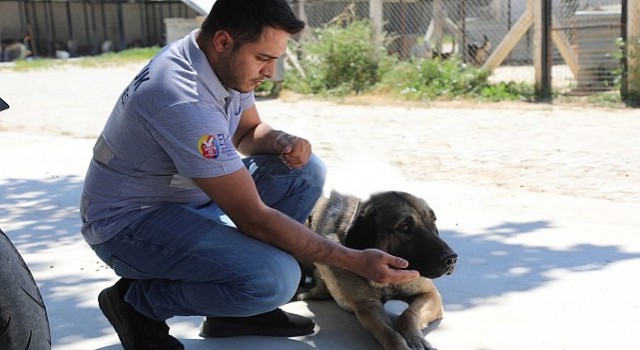 Efes Selçukta “Satın Alma Sahiplen” Çağrısı