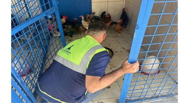İzmirdeki yangından kurtarılan tavuklarına kavuştu