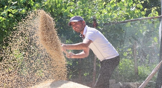 Korkuteli Yeşiloba Yaylasında buğday hasadı başladı