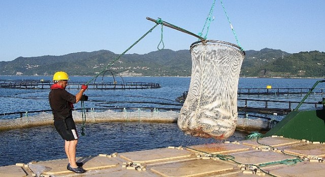 Türk somonunda hedef ihracatı 1 milyar doların üzerine taşımak