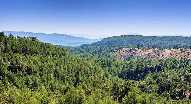 ALJ Türkiyeden 1.4 Milyon Fidan ile Başlayan Ağaç Seferberliği